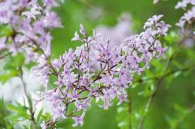 Image result for Striga linearifolia