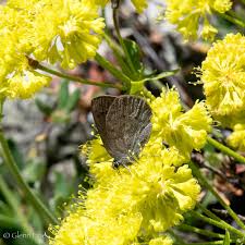 Image result for Satyrium schimperi