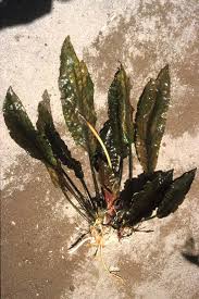 The leaves develop an interesting wrinkled texture with a reddish purple underside. Cryptocoryne Usteriana