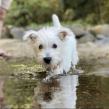Our rescue mailing address is 2105 union ave ne, minerva, oh 44657. Westie Puppies For Sale California Westie Puppies For Sale In Florida