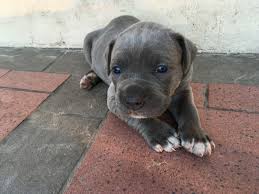 He gets along great with children and other pets. Cane Corso Puppies For Sale In Florida