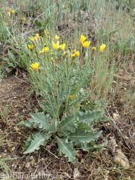 Image result for Crepis newii