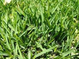 How much does it cost for a pallet of sod. How Much Does Sod Cost In North Dallas Sod Prices