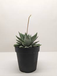 Image result for Haworthia limifolia