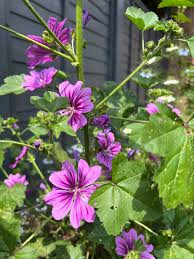 Image result for Malva