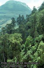 Image result for Juniperus procera