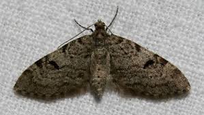 Image result for Eupithecia conterminata