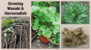 Learn how to make your home green to save money, conserve resources, live healthier, and have a lighter impact on the planet. Growing Wasabi And Horseradish In A Home Garden