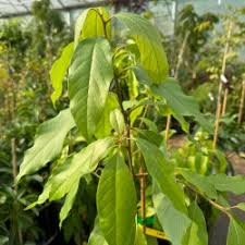 Image result for Persea americana