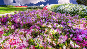 Maybe you would like to learn more about one of these? Pink White And Red Azaleas In Highland Park Tx Stock Photo Picture And Royalty Free Image Image 18956562