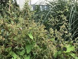 Image result for Rumex sagittatus