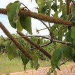 Image result for Strophanthus eminii