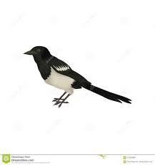 Si vous avez une photo d'oiseau que vous n'arrivez pas à identifier, cliquez dans la colonne de gauche sur contactez. Icone Detaillee De Vecteur De Hochequeue Petit Oiseau Noir Et Blanc Avec La Long Queue Theme De Faune Element Pour Le Livre D Orn Illustration De Vecteur Illustration Du Oiseau Beau 119389866