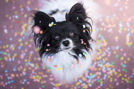 Hd Wallpaper Black And White Papillon Dog Look Muzzle Chihuahua Doggie Wallpaper Flare Generally, the height ranges between 15 and 23 cm however, some dogs grow as tall as 30 to 38 cm. black and white papillon dog look