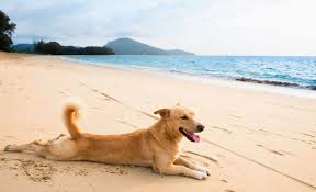 They may not be one of the best dog breeds for families. 10 Best Dog Breeds For Hot Weather Heat Friendly Canines