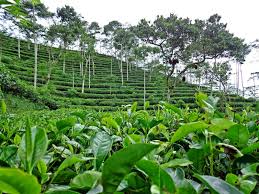 Area kebun teh nglinggo ini tidak seluas perkebunan teh yang lainnya karena kawasan ini hanya selain pemandangan yang indah, di kebun teh nglinggo ini para pengunjung dapat mempelajari. Kebun Teh Nglinggo Terletak Di Kabupaten Kulon Progo