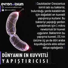 Allah I Sevmek Adli Kullanicinin Allah Herseyi Yoktan Yaratandir Adnan Oktar Panosundaki Pin