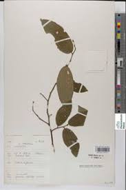 Image result for Grewia schmitzii