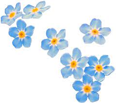 Transparent Forget Me Not Tumblr Flower Blue Flower Wallpaper Flower Art