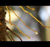 How to grow Aerial Roots, Ficus Bonsai, July 2015