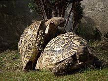 Suche adulte oder subadulte pantherschildkröte, pardalis pardalis schildkröten keine kleinen tiere, geschlecht nicht so wichtig! Pantherschildkrote Wikipedia