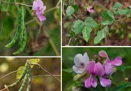 Image result for Wajira grahamiana