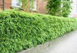 Fargesia Rufa Tuin Tuin Ideeen Tuinplanten