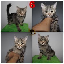 Harga kucing persia merupakan kata kunci yang kerap sekali dicari oleh pecinta kucing. Jual 4 Kucing Persia Medium Kitten Murah Bekasi Perlengkapan Hewan Aksesoris Hewan Di Carousell