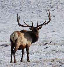 None of these are my videos. Herd Bull Shot Round The World Wyofile