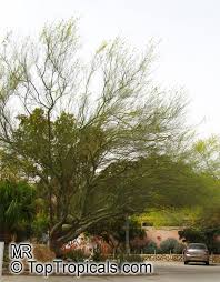 Image result for Parkinsonia africana