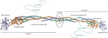 Image result for Fibrinogen
