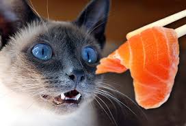 Remember that ingredients are listed in order of weight and that the salmon's weight is significantly reduced during cooking. Harmful Foods Your Cat Should Never Eat Tuna Milk Raw Fish And More