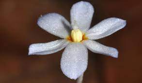 We have gardens from hobart to cairns covered. The Idiot Fruit Tree Australian Geographic