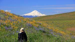 Whether you are an experienced outdoor. Visit Beautiful Display Of Wildflowers Petroglyphs At Columbia Hills