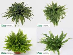 Image result for Nephrolepis