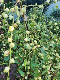 Image result for Hibiscus sabdariffa