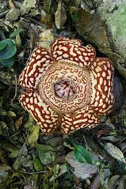Pin On Flowers Of Borneo