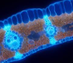 Células - Bloques de Construcción de la Vida | Ask A Biologist
