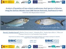 PDF) Analysis of bycatches of two related anadromous shad species in  fisheries along the Galician Atlantic Coast (NW Iberian Peninsula,  Southwest Europe) Fisheries and Aquaculture Session Background to the  study: GLOBAL STATUS