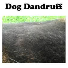 Dandruff is caused by an accumulation of dead skin cells. Dog Skin Conditions You Need To Know How To Cure And Treat Them