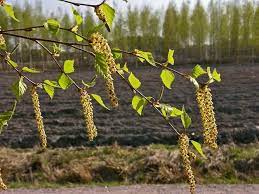 Finland S National Tree Silver Birch Nature Symbols National Symbols Nature