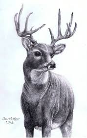 Realistic Deer To Draw Hd Pictures 33297 Realistic Animal Drawings Animal Drawings Deer Drawing