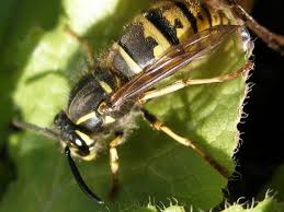 Pool water testing & kits. Getting Rid Of Wasps Dengarden