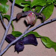 Image result for Monodora junodii