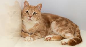 Disi Kedi Ve Erkek Kedi Isimleri Genel Www Patiturk Com