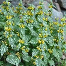 The most common ground cover material is cotton. Hermann S Pride Spotted Dead Nettle Great Garden Plants