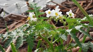 Image result for Solanum sisymbriifolium