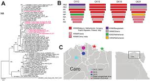 In this study, we isolated and identified three h5n8 viruses from swan goose and black swans in hubei province during the 2016/2017 winter. Figure Characterization Of Highly Pathogenic Avian Influenza A H5n8 Download Scientific Diagram