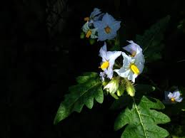 Image result for Solanum sp. B