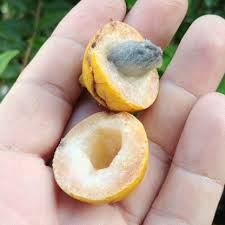 Image result for Pouteria altissima
